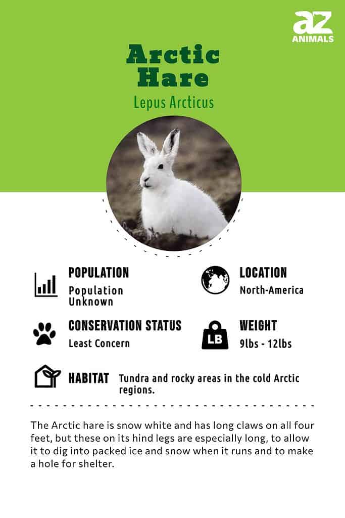 Arctic Hare Animal Facts | Lepus Arcticus - AZ Animals