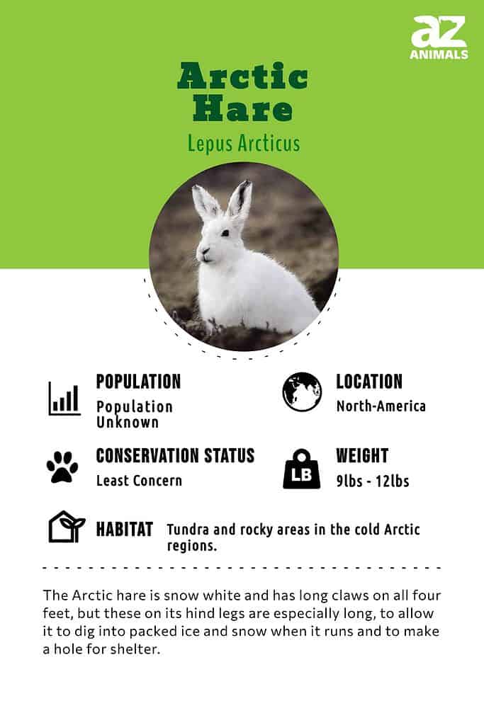 arctic tundra hare