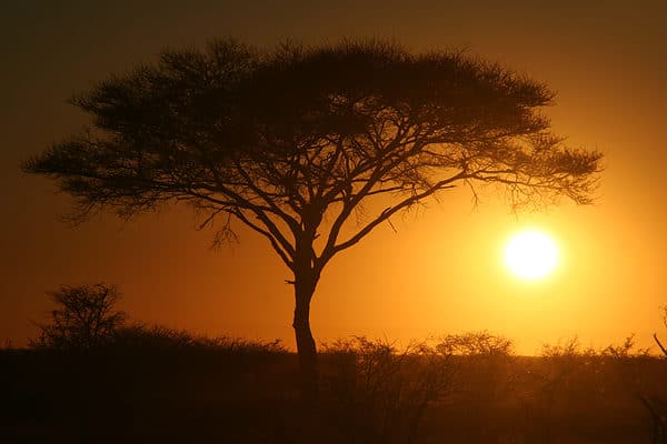 8 Incredible Trees Native to Namibia - A-Z Animals