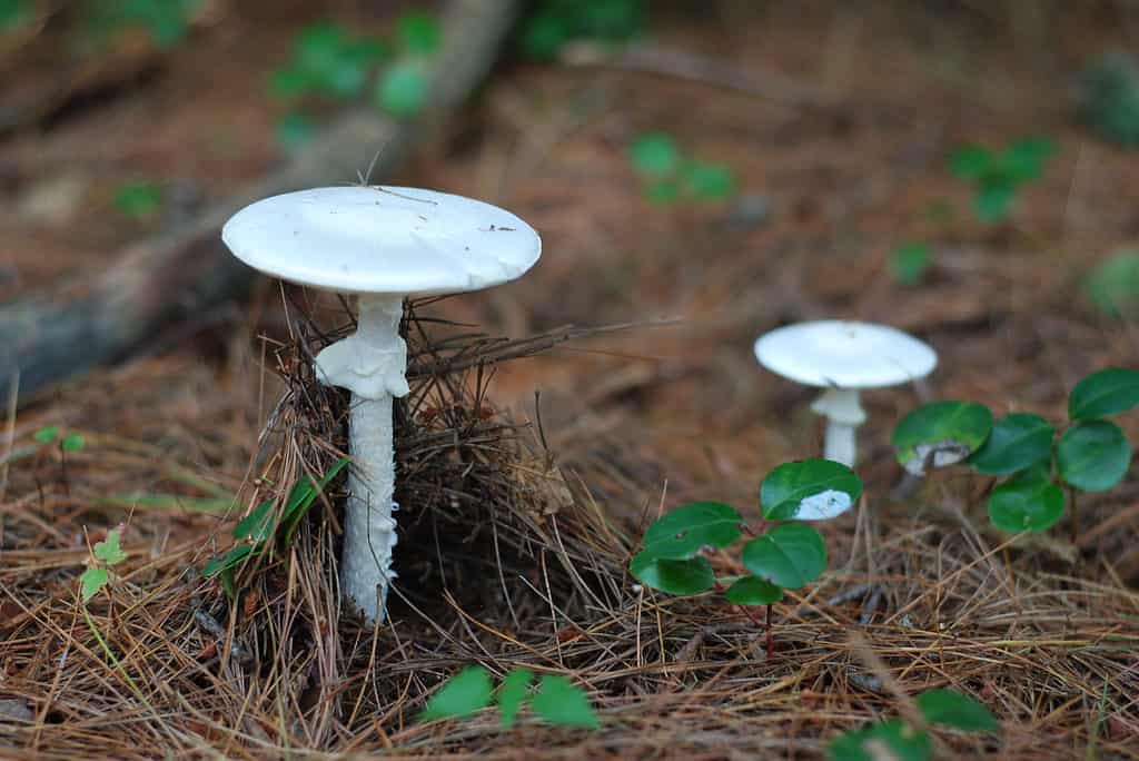 Amanita bisporigera, destroying angel mushroom