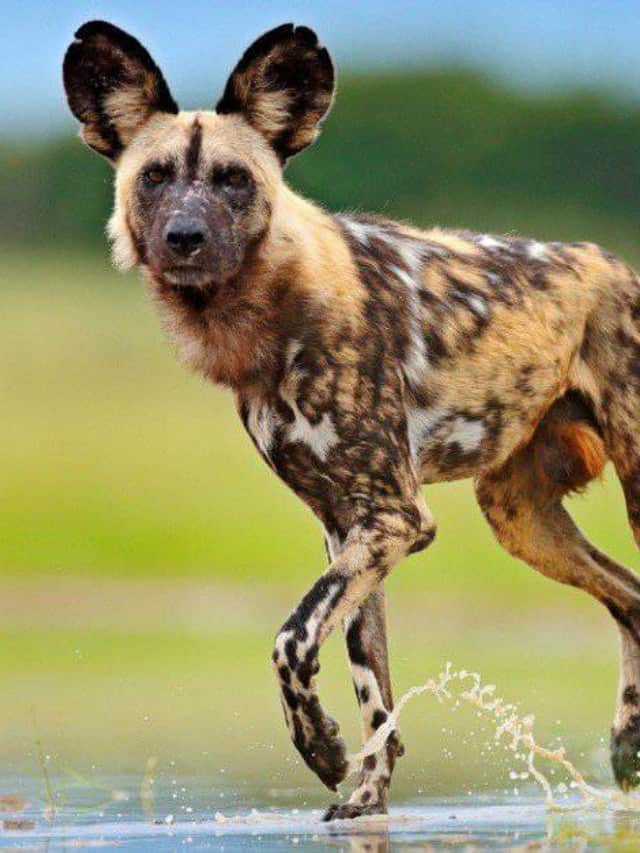 African Wild Dog vs. Hyena 5 Key Differences Cover image