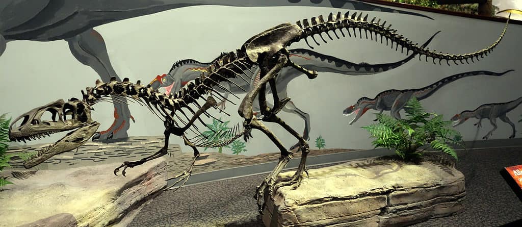 Allosaurus skeleton on display at the Museum of Ancient Life, Utah.