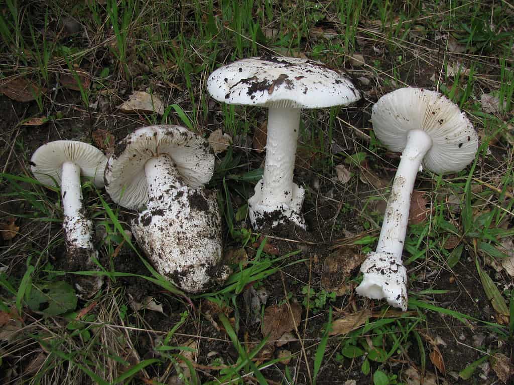 Amanita ocreata, destroying angel mushroom