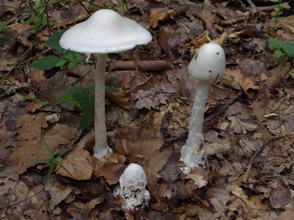 Amanita virosa, destroying angel mushroom has shaggy stipe