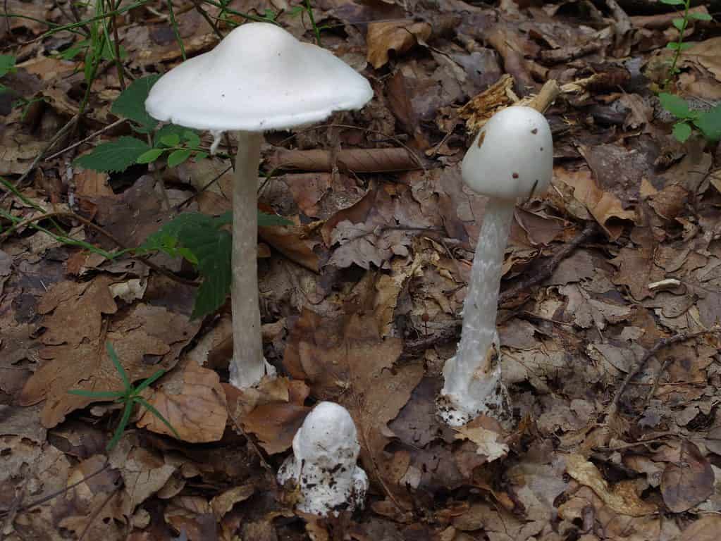 Amanita virosa, destroying angel mushroom