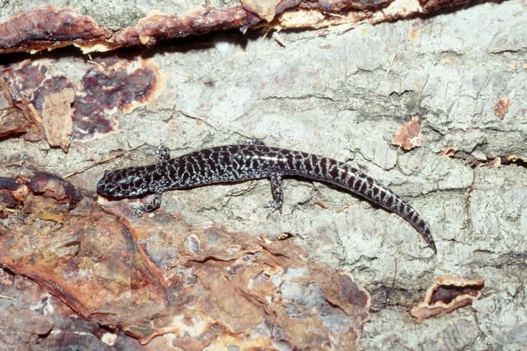 Black and Yellow Salamander: What Is It Called and Is It Dangerous? - AZ  Animals