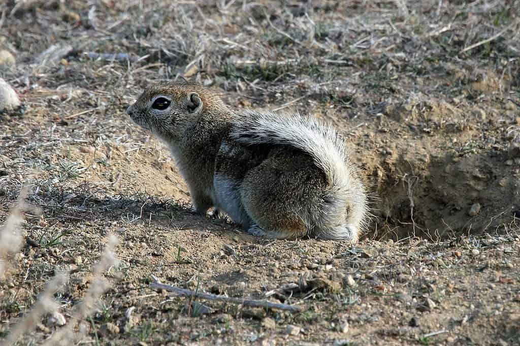 Nelson’s Antelope Squirrel