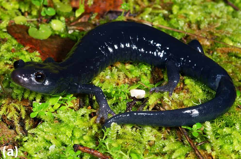 Santa Cruz Black Salamander