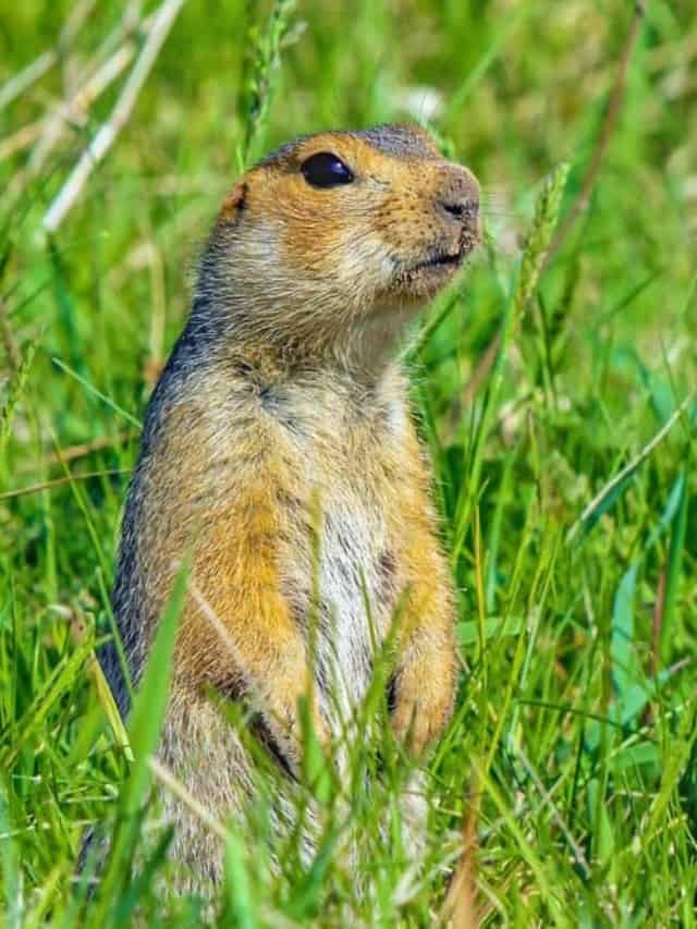 are-gophers-nocturnal-or-diurnal-their-sleep-behavior-explained-az-animals