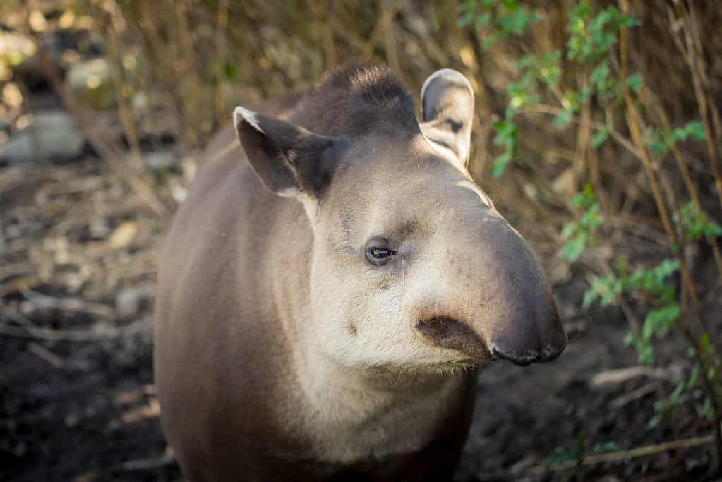 Baird’s tapir