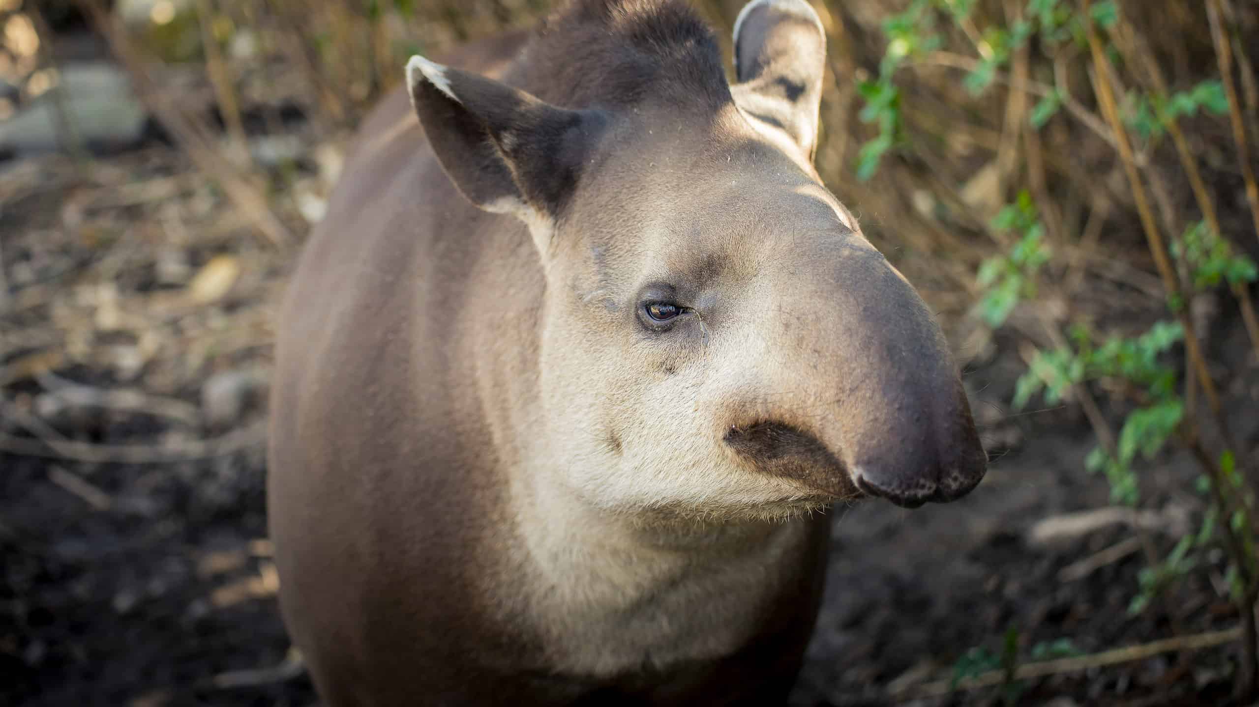 Baird’s tapir