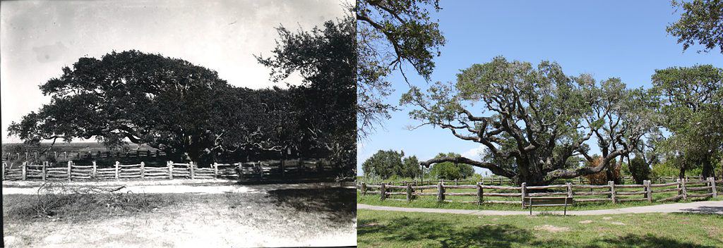 Goose Island Oak aka The Big Tree, The Bishop's Tree, or The Lamar Oak