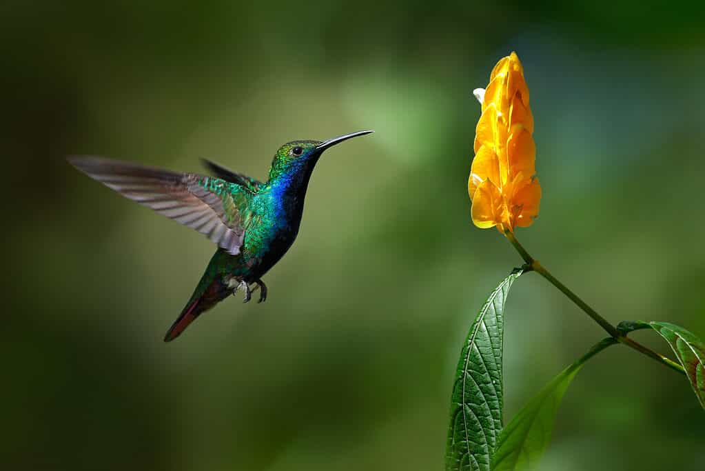 Black-throated Mango