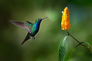 No Hummingbirds in Hawaii? Discover Why the State Has Banned These Birds Picture
