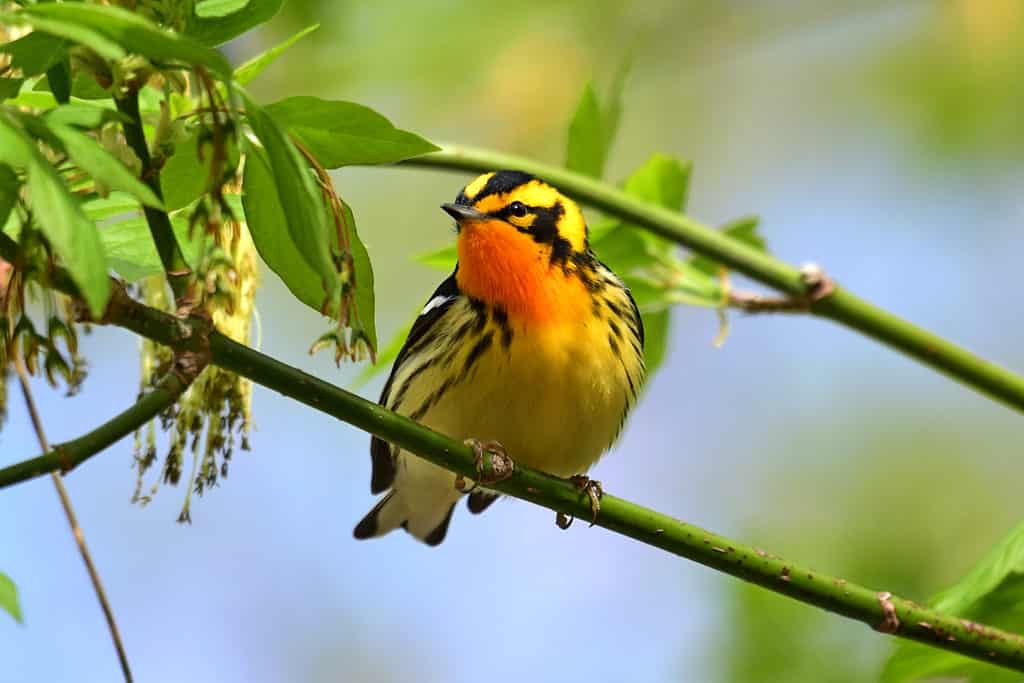 Blackburnian Warbler