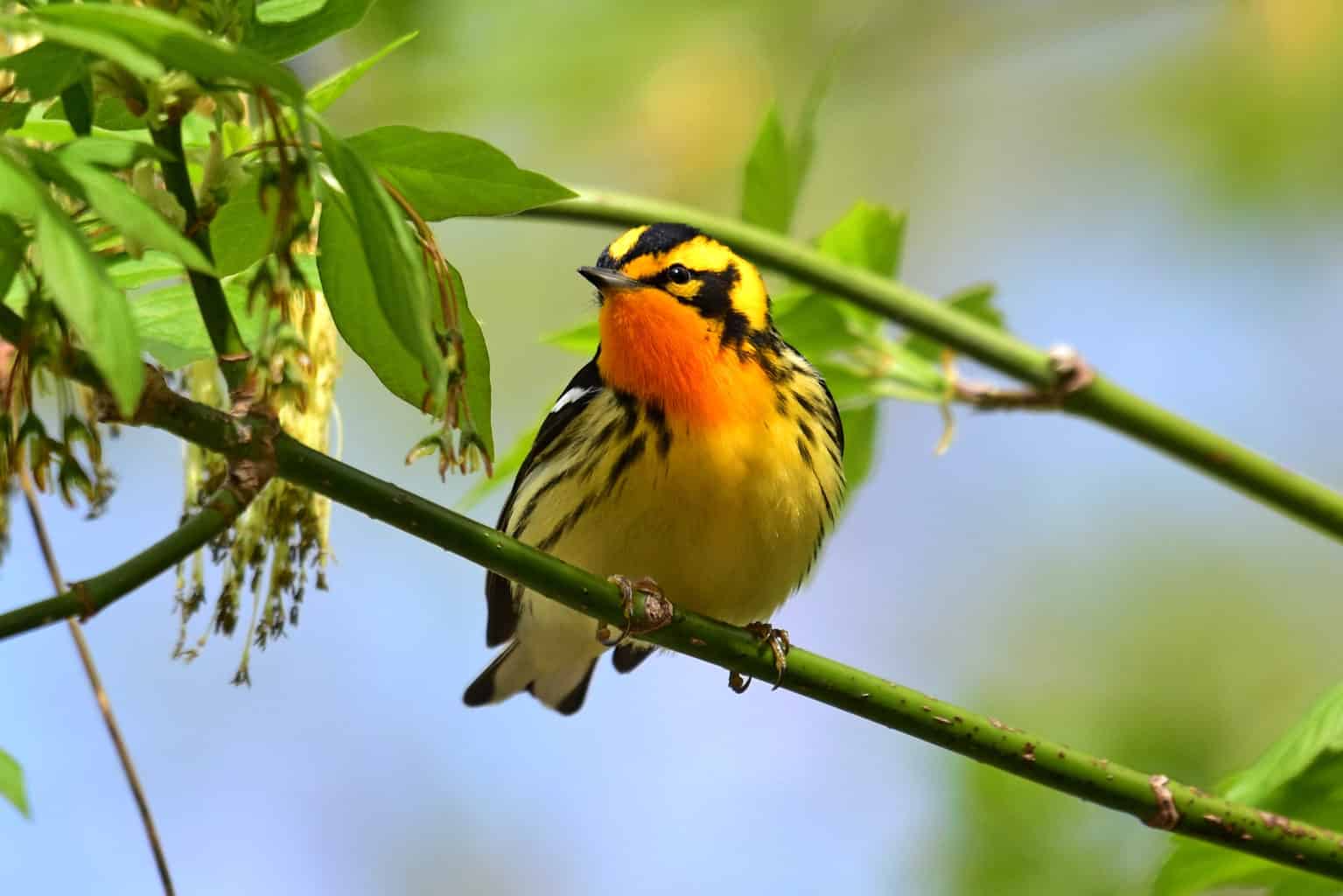 19 Birds with Orange Chests and Bellies: How to Properly Identify Each
