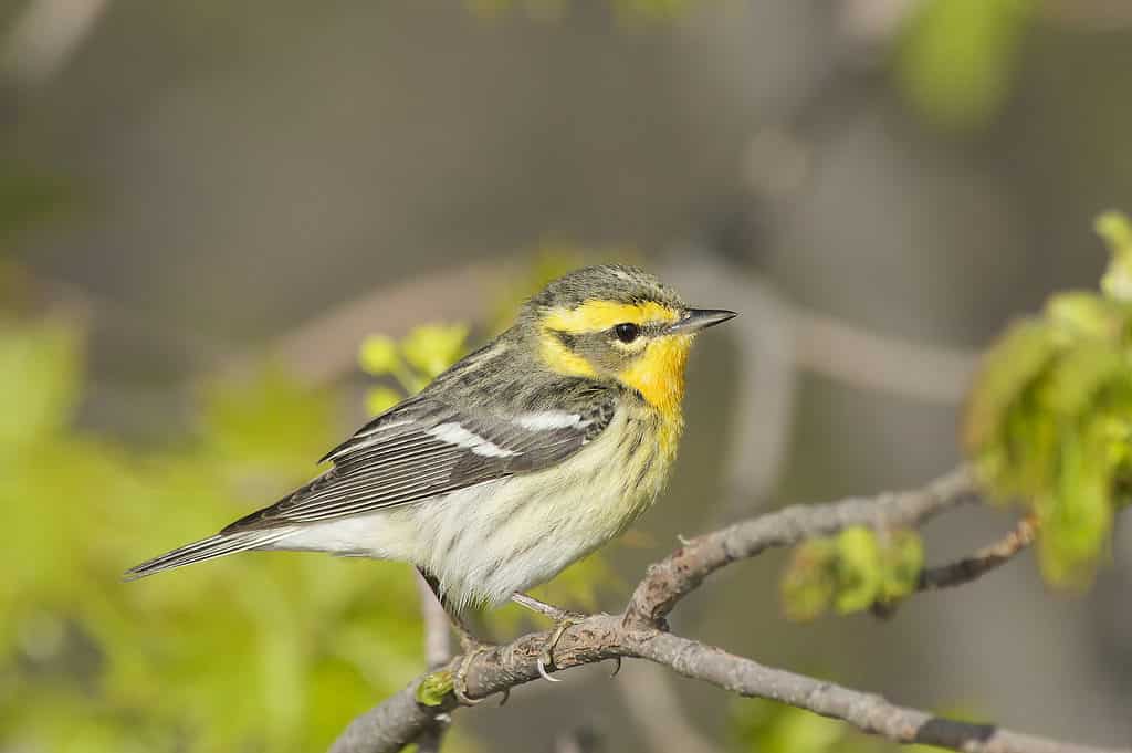 blackburnian warbler flying