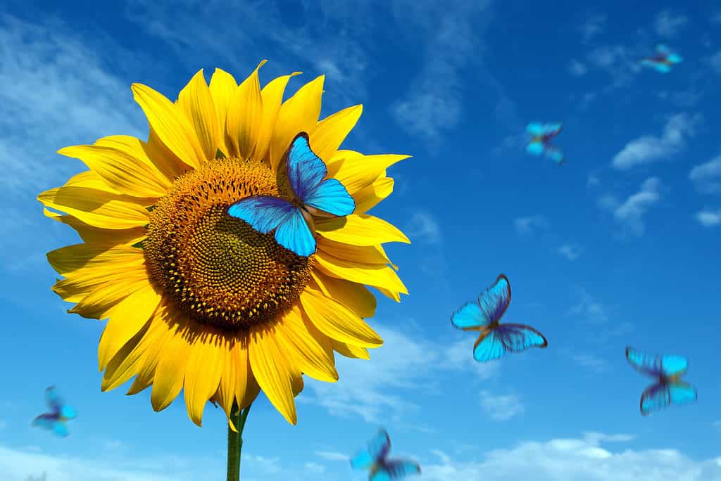 青い空を背景に黄色いひまわりに青い蝶
