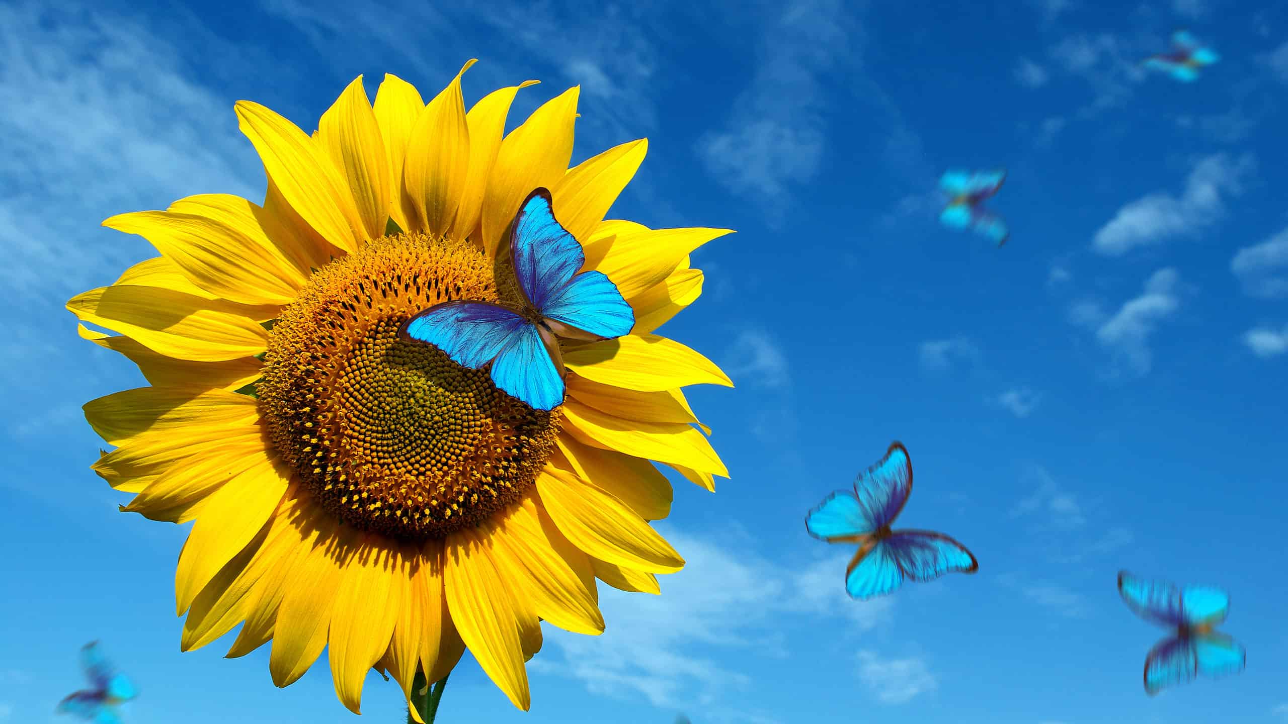 Blue Butterflies on a Yellow Sunflower Against a Blue Sky