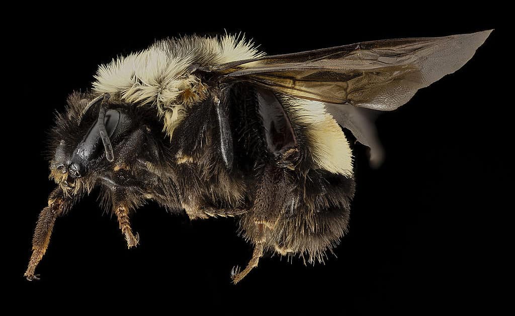 Bombus affinis, F, side, sky meadows