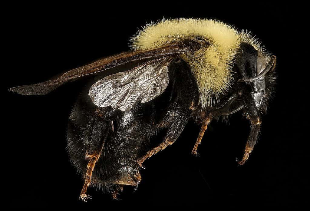macro of lemon cuckoo bumblebee against black isolate.