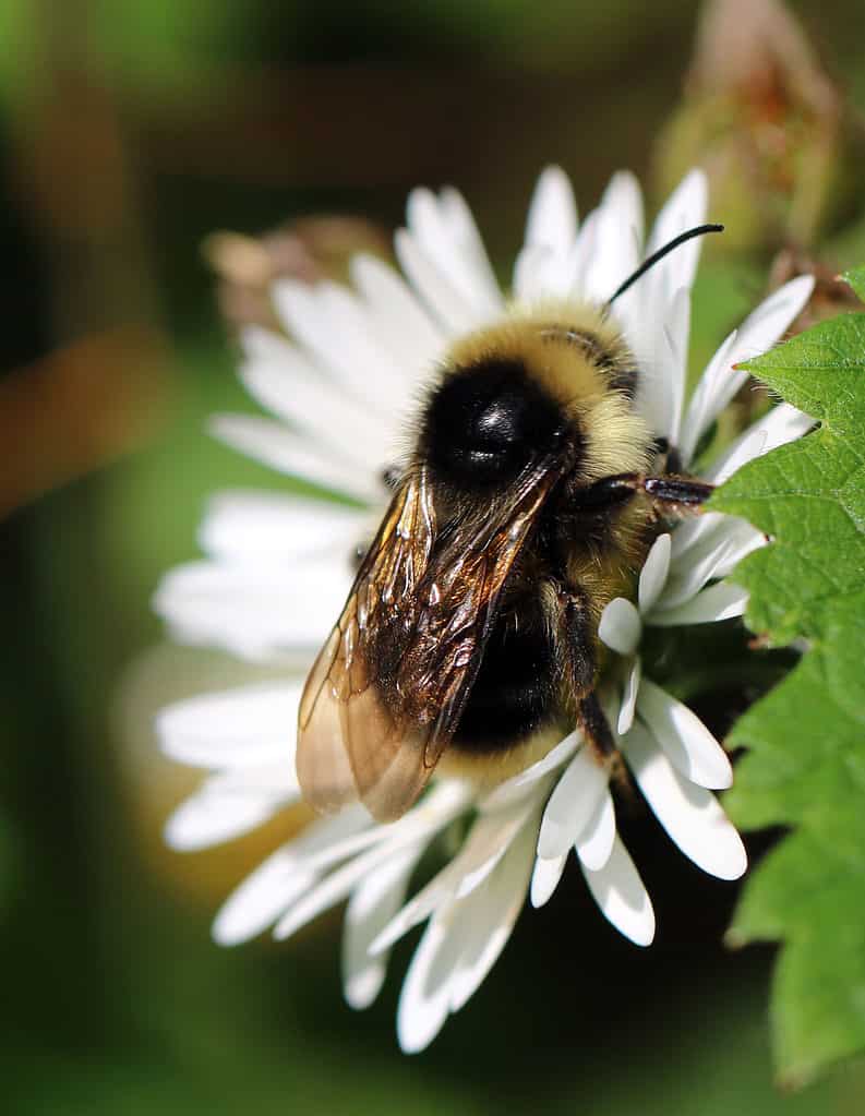 Bombus Flavidus