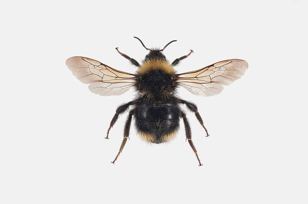 Bombus Flavidus