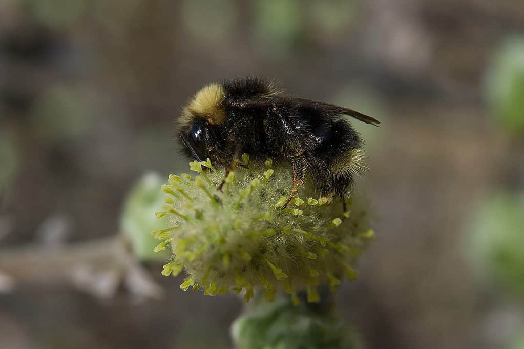 Bombus Flavidus