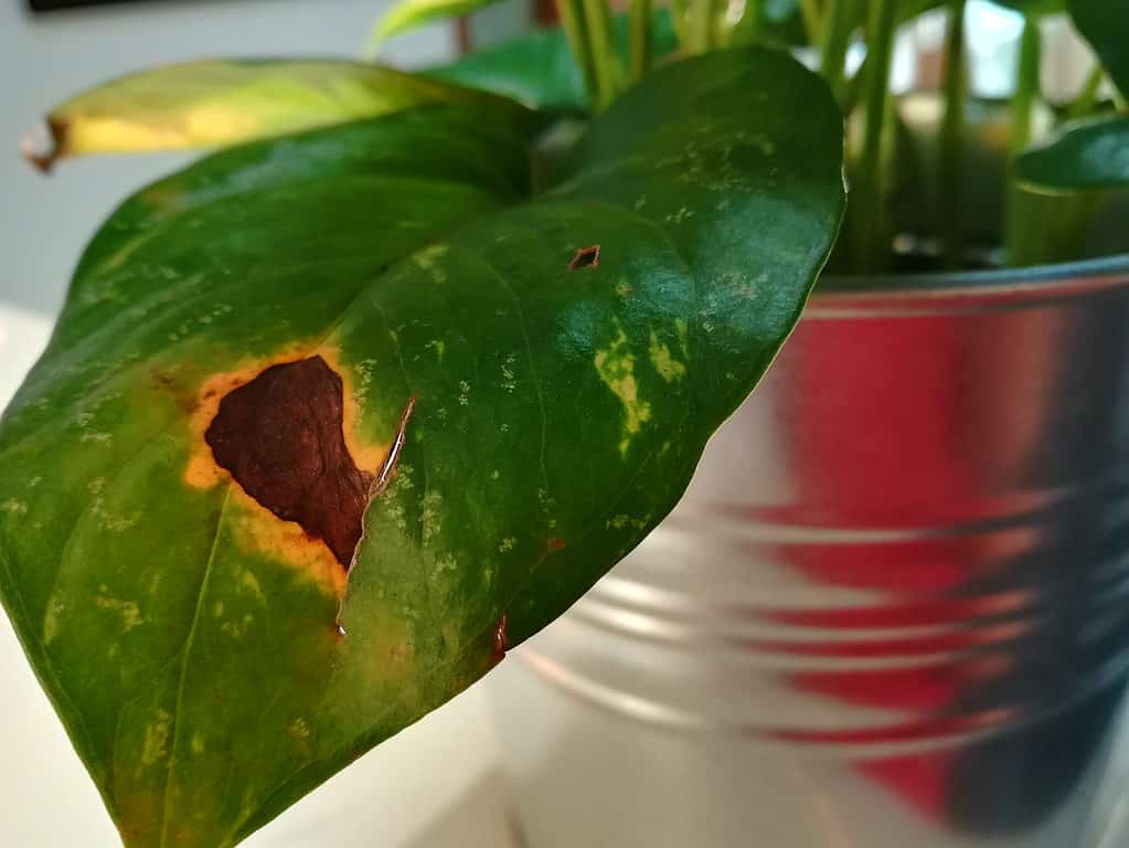 Browning Pothos Leaf 1