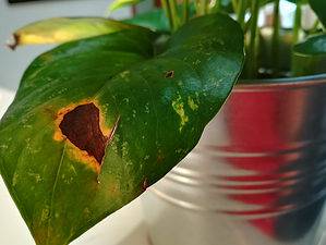 Pothos Leaves Turning Brown: Why It’s Happening and How to Fix Picture