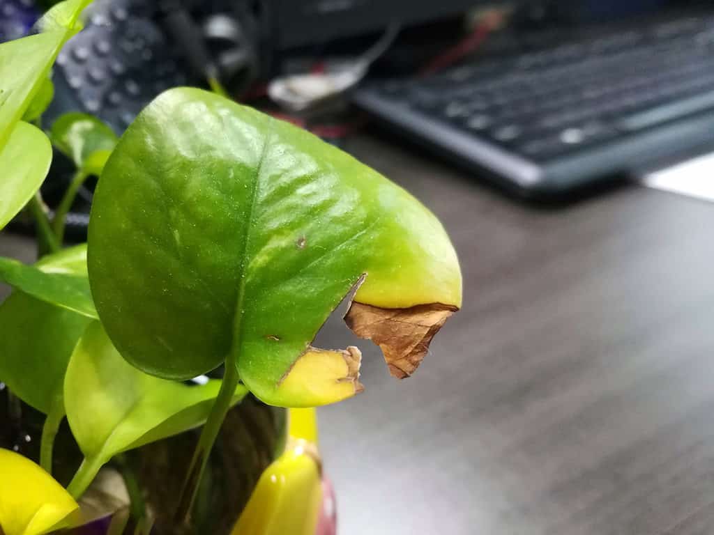 Browning Pothos Leaf 2