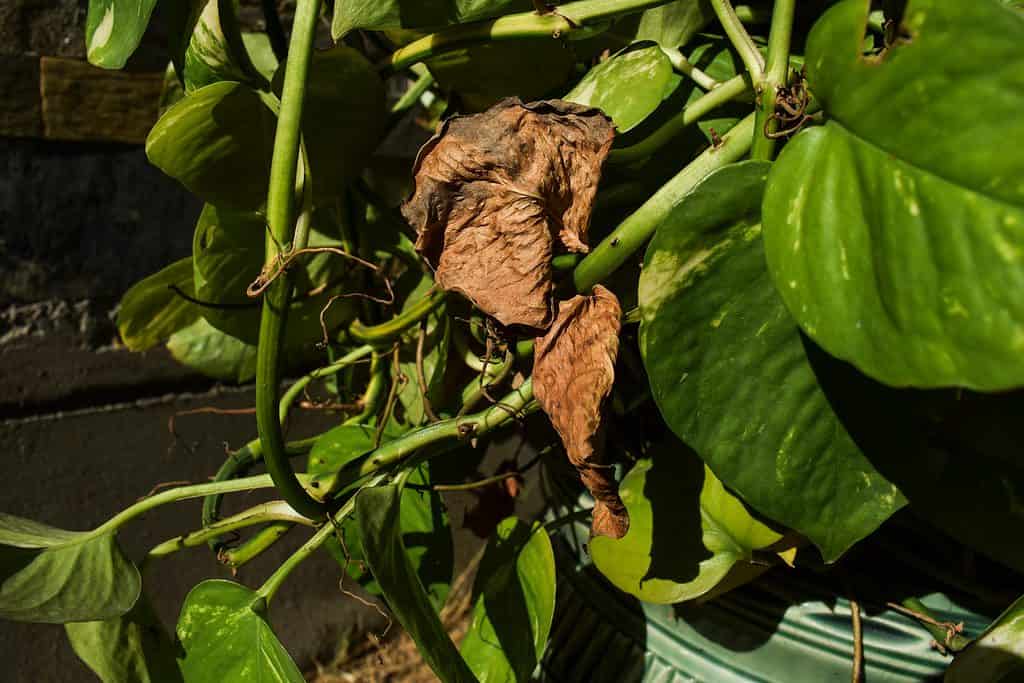 Browning Pothos Leaf 3