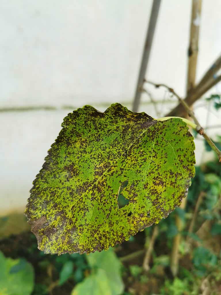 Browning Pothos Leaf 4