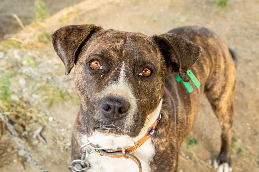 pitbull pointer mix brown