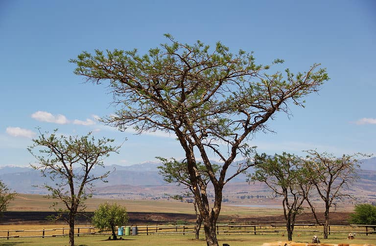 8 Incredible Trees Native to Namibia - A-Z Animals