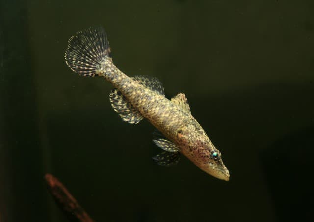 Crazy fish are a species of goby fish and are also known as the duckbill sleeper.