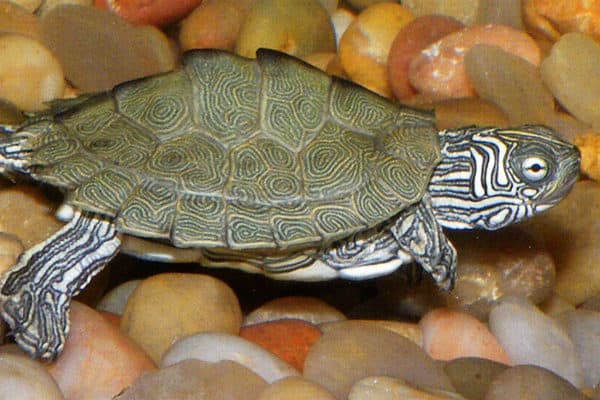 With intricate markings, the Cagle's map turtle appears topographical.