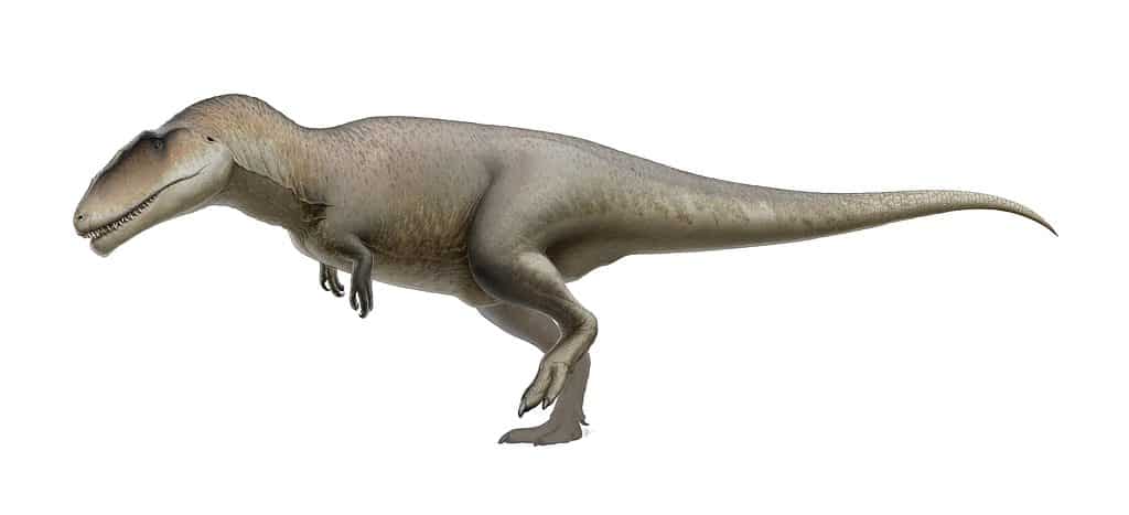 micropachycephalosaurus dinosaur