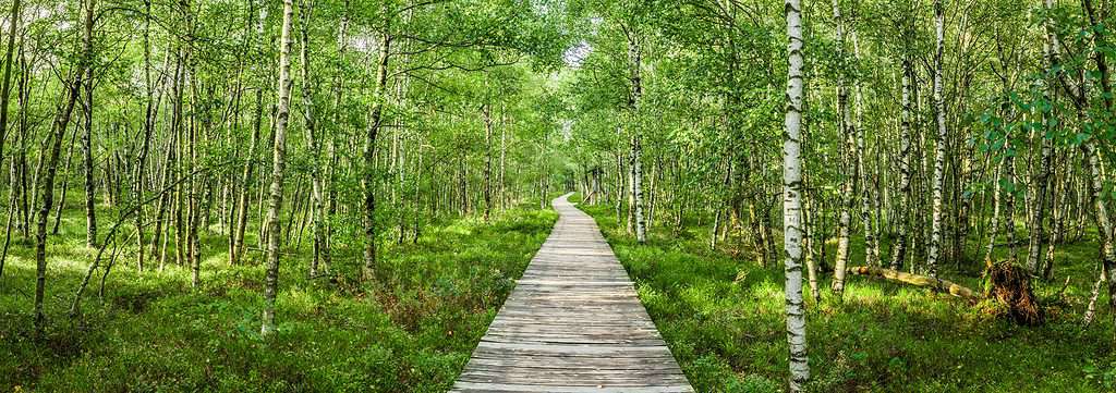 Carpathian Birch Forest - Betula pubescens var. glabrata