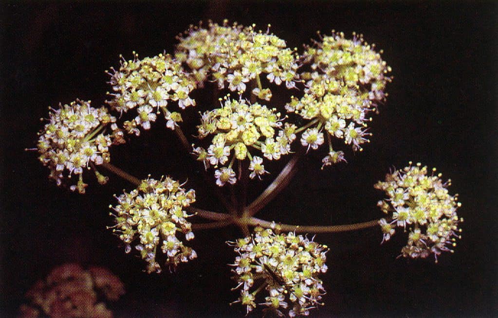 Cicuta douglasii, the western water hemlock