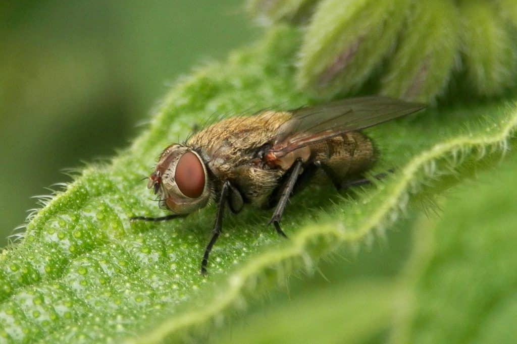 Cluster fly