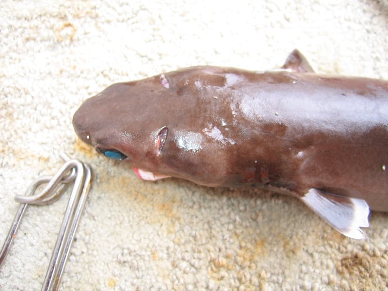 Cookiecutter shark (Isistius brasiliensis) caught off Hawaii