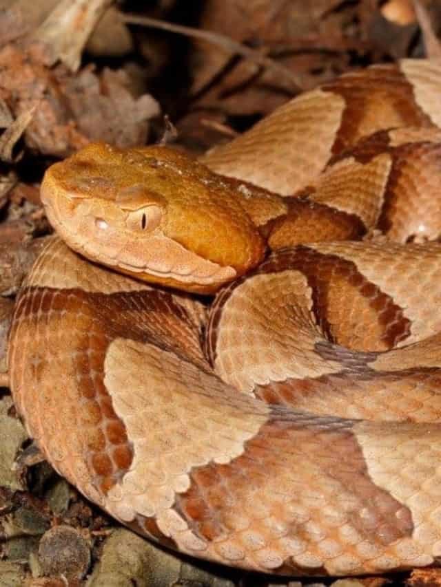 copperheads-in-delaware-where-they-live-and-how-often-they-bite-az