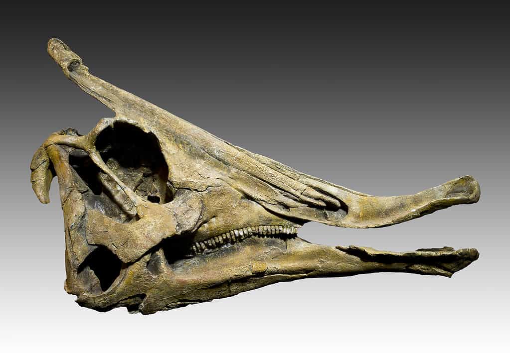 Skull of Saurolophus, the type taxon of Saurolophinae