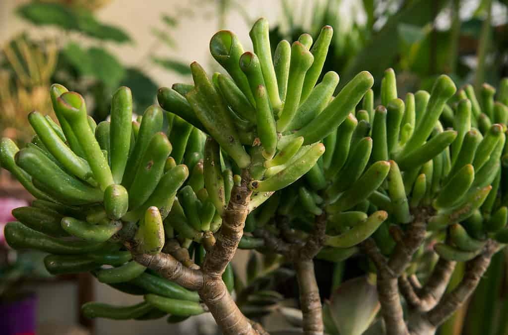 Crassula ovata Gollum - Jade Plant