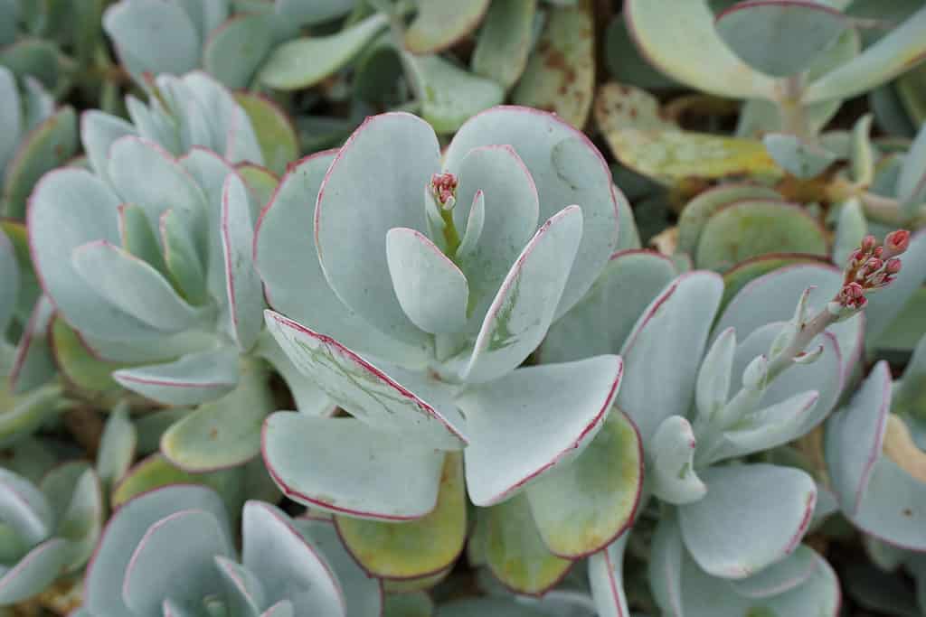 Budding Silver Dollar Jade