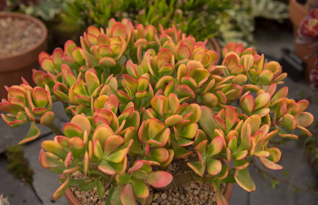 'Hummel's Sunset' (Jade Plant)