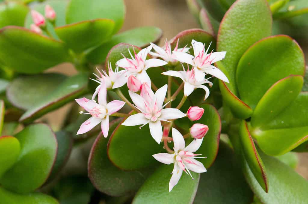 Crassula multicava