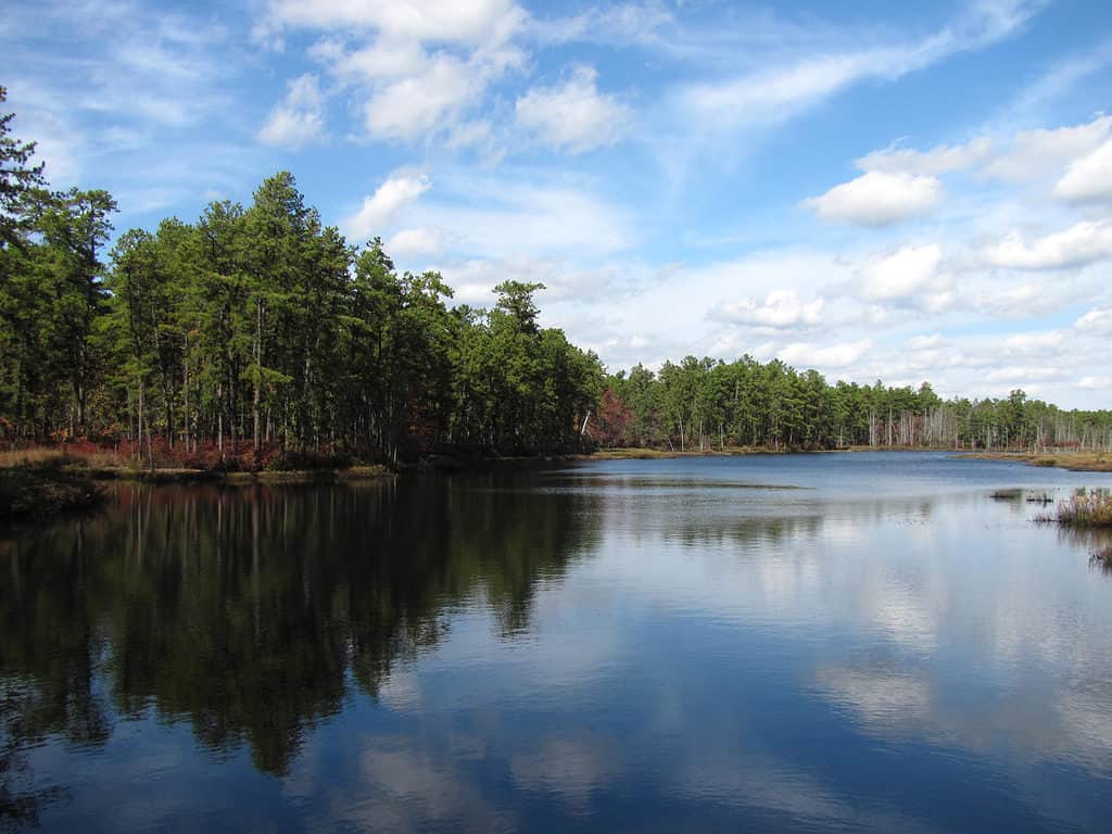 Wharton State Forest เป็นป่าที่ใหญ่ที่สุดในรัฐนิวเจอร์ซีย์