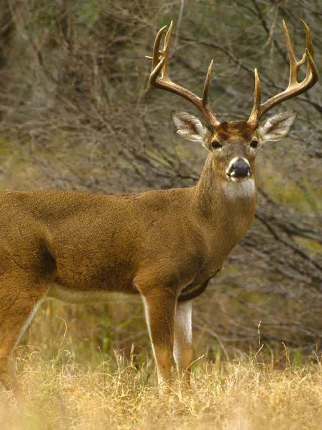 Deer Season In Missouri 2024 Yoko Anatola